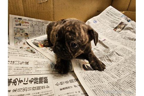 成約済の愛知県のフレンチブルドッグ-309795の5枚目