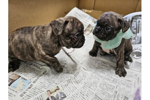 成約済の愛知県のフレンチブルドッグ-309795の3枚目