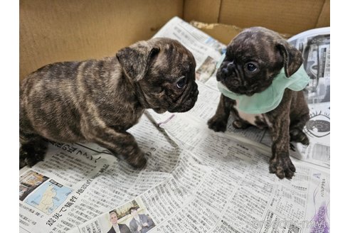 販売中の愛知県のフレンチブルドッグ-309795の3枚目