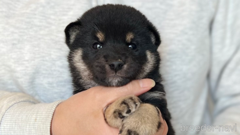 成約済の愛知県の柴犬-307169の1枚目