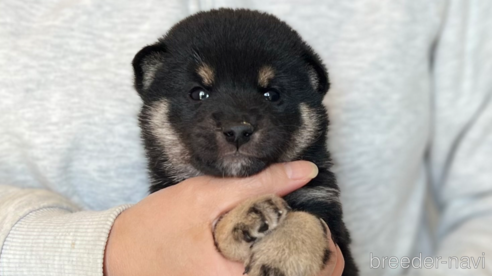 販売中の愛知県の柴犬-307169の1枚目