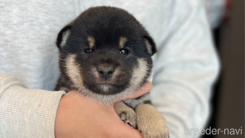 商談中の愛知県の柴犬-307175の1枚目