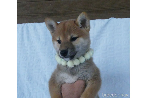 成約済の静岡県の柴犬-312056の3枚目