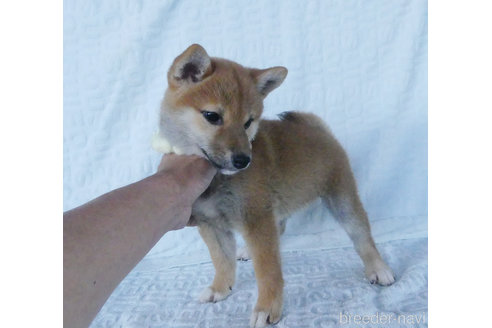 成約済の静岡県の柴犬-312056の2枚目