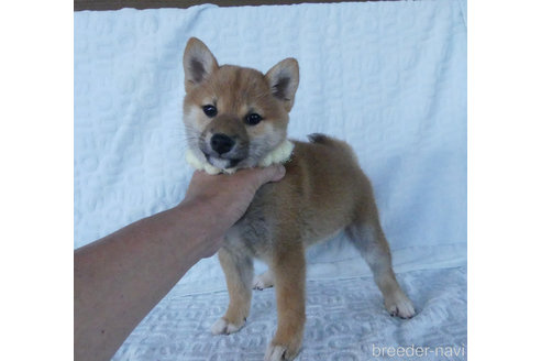 成約済の静岡県の柴犬-312056