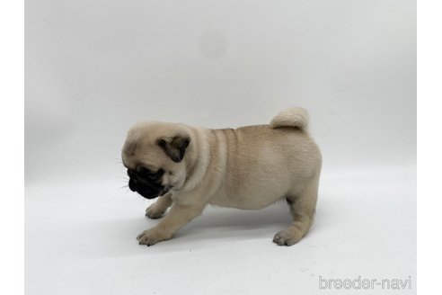 成約済の愛知県のパグ-312076の3枚目