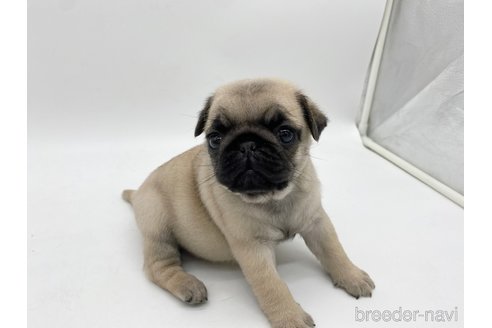 成約済の愛知県のパグ-312076の2枚目