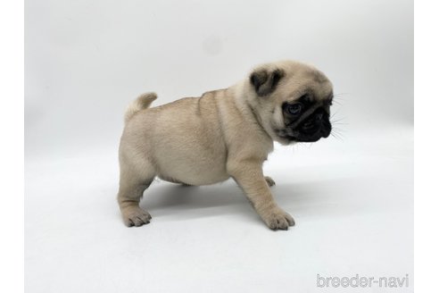 成約済の愛知県のパグ-312076の4枚目