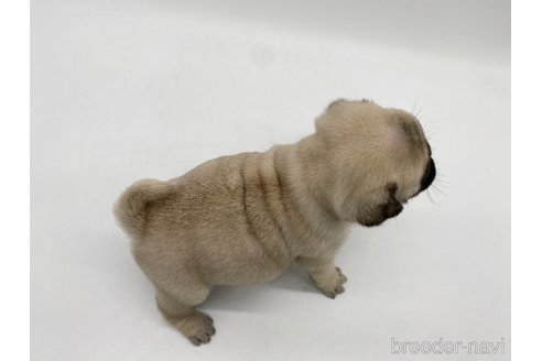 成約済の愛知県のパグ-312076の6枚目