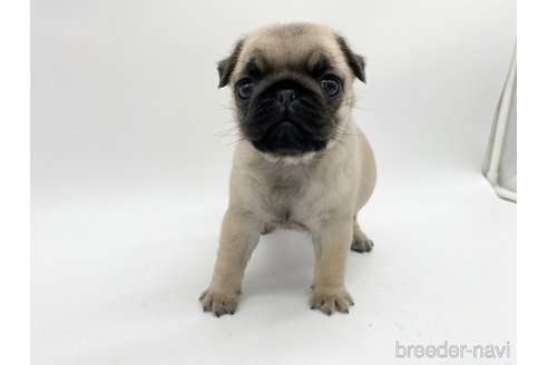 成約済の愛知県のパグ-312076の1枚目