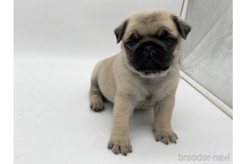 成約済の愛知県のパグ-312076の5枚目