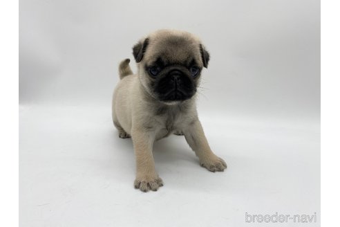 成約済の愛知県のパグ-312085の1枚目