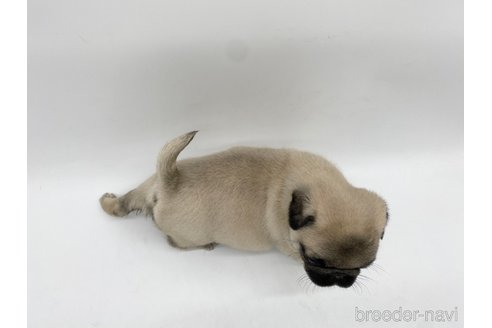 成約済の愛知県のパグ-312085の4枚目