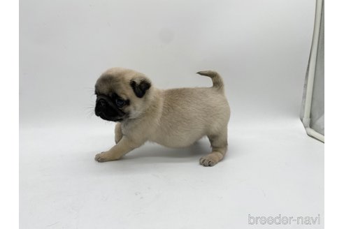 成約済の愛知県のパグ-312085の7枚目