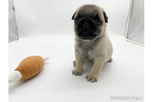 成約済の愛知県のパグ-312085の3枚目