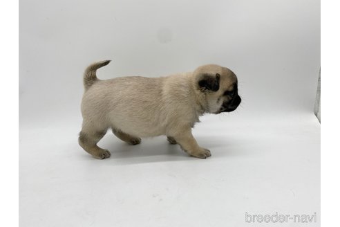 成約済の愛知県のパグ-312085の2枚目