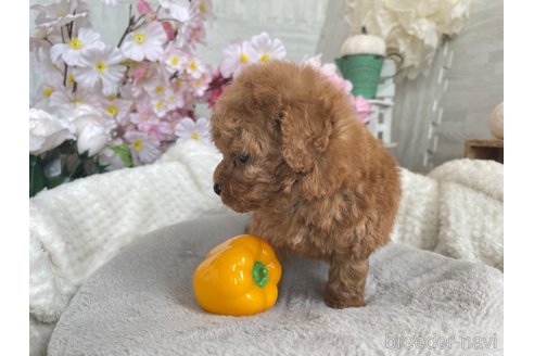 成約済の京都府のトイプードル-312098の3枚目