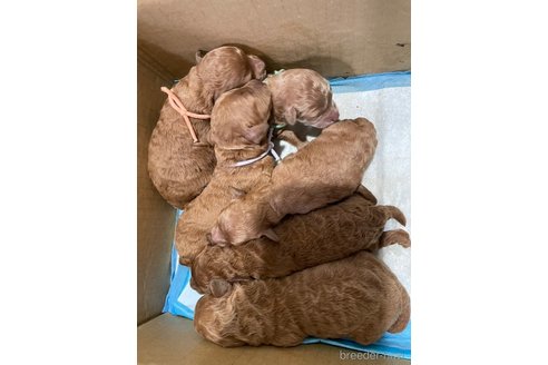 成約済の滋賀県のトイプードル-312124の4枚目