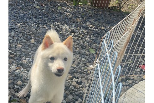 販売中の岡山県の豆柴-270673の14枚目