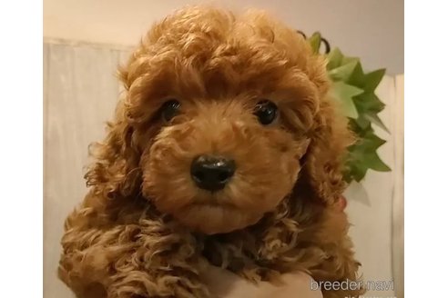 成約済の愛知県のティーカッププードル-306787の4枚目