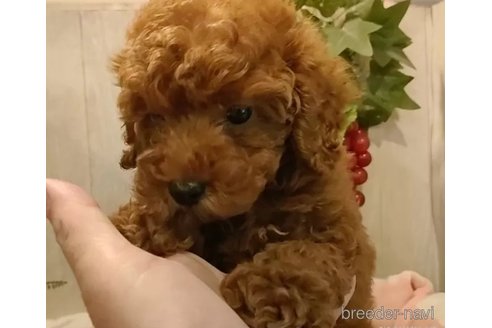 成約済の愛知県のティーカッププードル-306787の2枚目