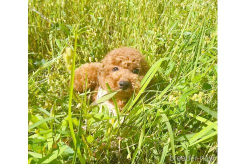 成約済の千葉県のトイプードル-241951の5枚目