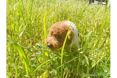 成約済の千葉県のトイプードル-241951の4枚目