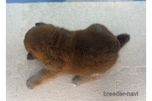成約済の愛知県の柴犬-312151の5枚目