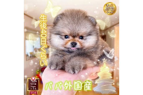 成約済の岐阜県のポメラニアン-282718の8枚目