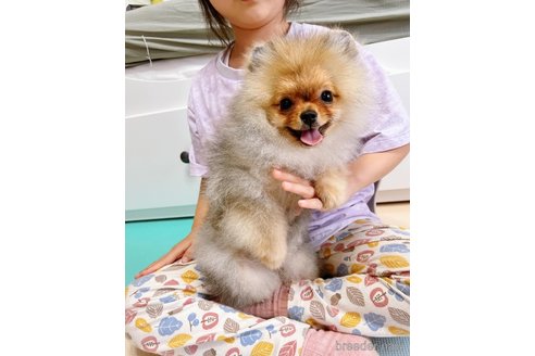 成約済の岐阜県のポメラニアン-282718の7枚目