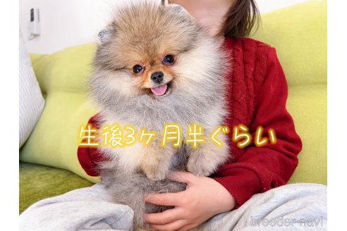 販売中の岐阜県のポメラニアン-282718の8枚目