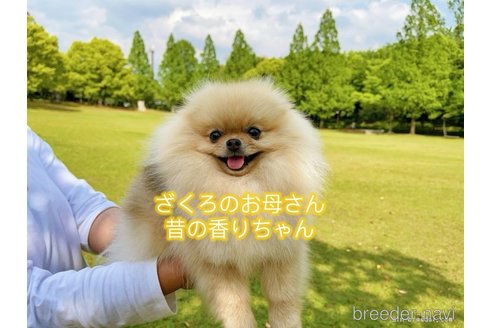成約済の岐阜県のポメラニアン-282718の4枚目