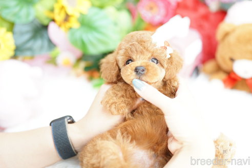 成約済の埼玉県のトイプードル-312155の4枚目