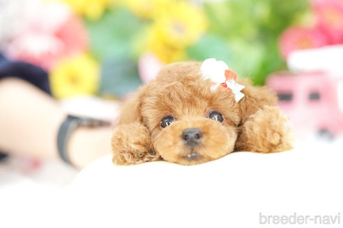 成約済の埼玉県のトイプードル-312155の3枚目