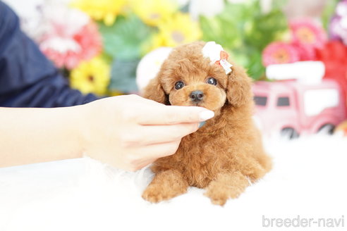 成約済の埼玉県のトイプードル-312155の2枚目