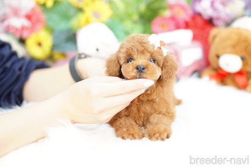 成約済の埼玉県のトイプードル-312155の1枚目