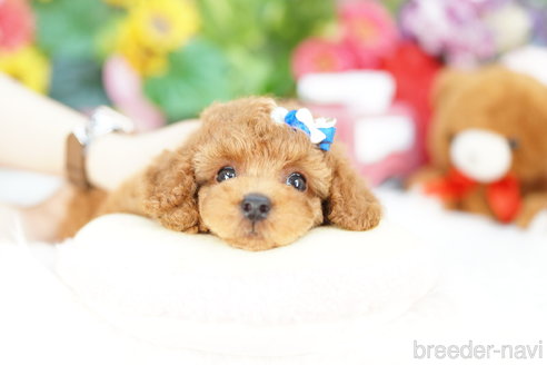 成約済の埼玉県のトイプードル-312156の3枚目