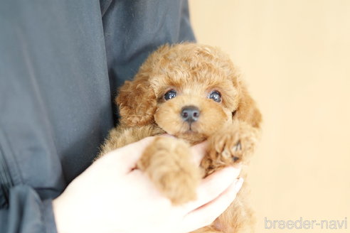 成約済の埼玉県のトイプードル-312156の1枚目