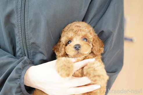 成約済の埼玉県のトイプードル-312156の2枚目