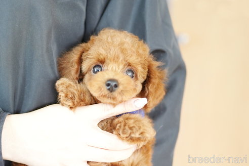 成約済の埼玉県のトイプードル-312157の3枚目