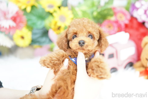 成約済の埼玉県のトイプードル-312157の2枚目