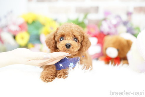 成約済の埼玉県のトイプードル-312157の1枚目