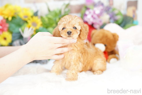 成約済の埼玉県のトイプードル-312158の4枚目