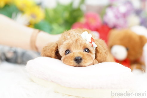 成約済の埼玉県のトイプードル-312158の2枚目