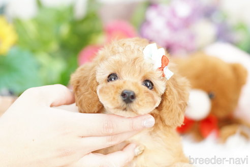 成約済の埼玉県のトイプードル-312158