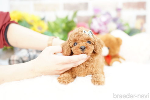 成約済の埼玉県のトイプードル-312159の2枚目