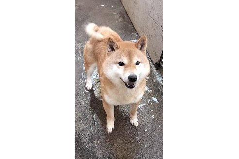 成約済の埼玉県の豆柴-312162の1枚目