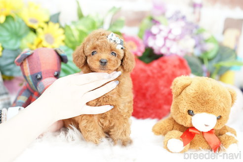 成約済の埼玉県のトイプードル-312163の4枚目