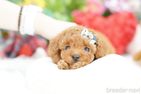 成約済の埼玉県のトイプードル-312163の3枚目