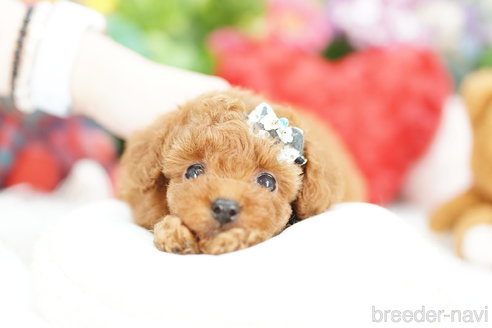 成約済の埼玉県のトイプードル-312163の2枚目